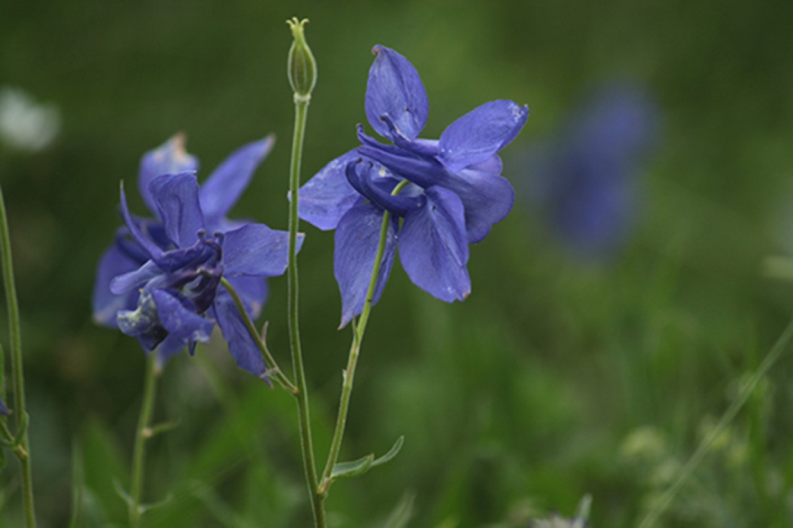 Aquilegia Alpina (M. Kopf) Environnement