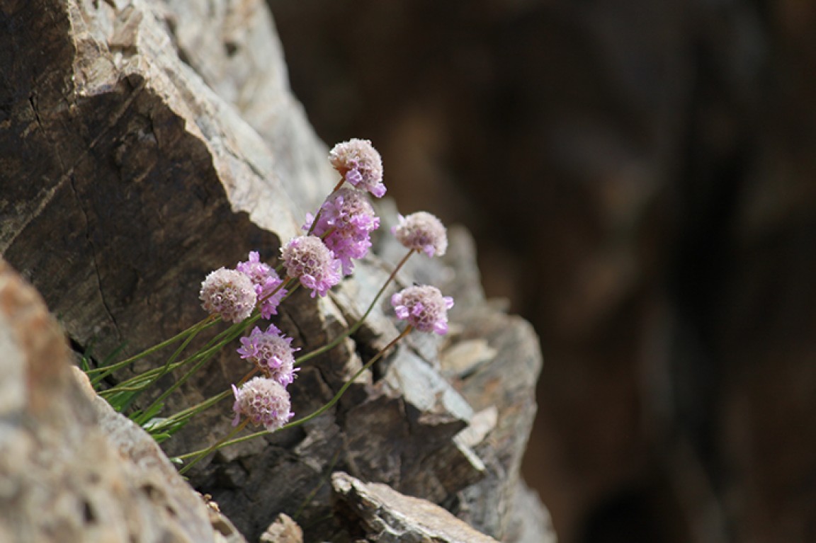 Armeria Alpina (M. Kopf) Environnement