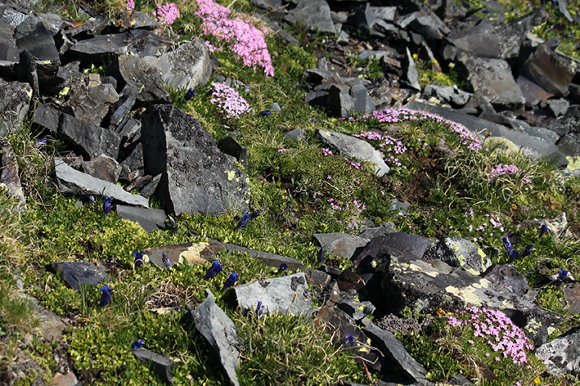 Caricion Curvulae Tête noire (M. Kopf) Environnement